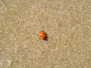 5.14.06 Indian Beach Mother's Day 097 